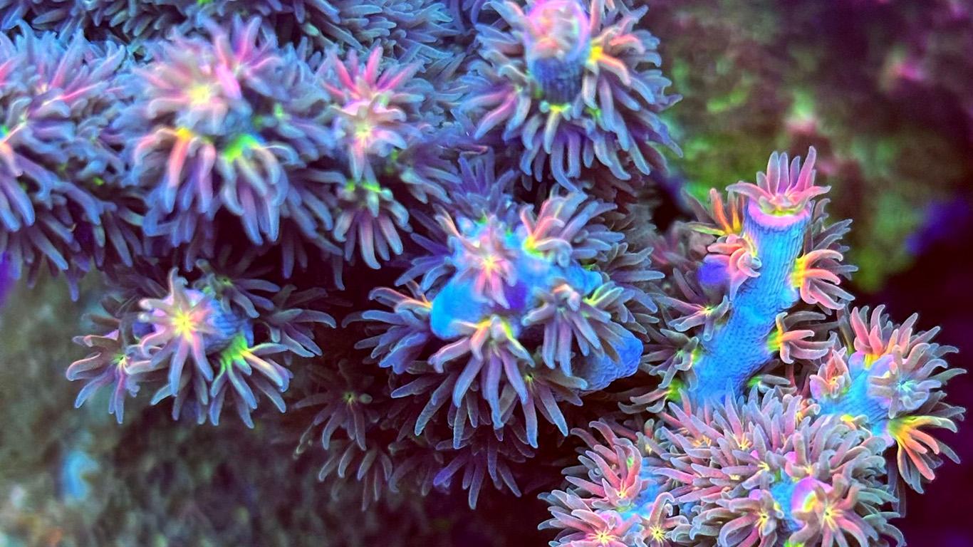 Vendita coralli e pesci esotici per acquari marini